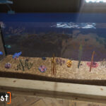 Review: Aquarist is trippy for all the wrong reasons and I can’t even express that easily in a headline